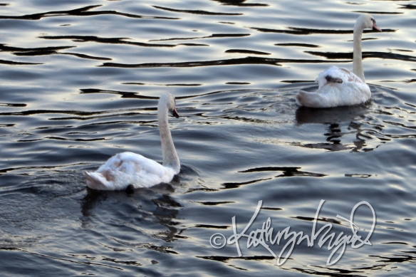 Photo: Swan Like