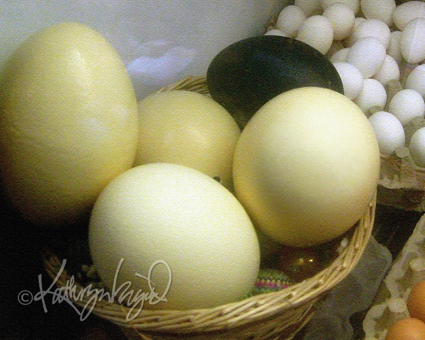 Photo: Ostrich Eggs