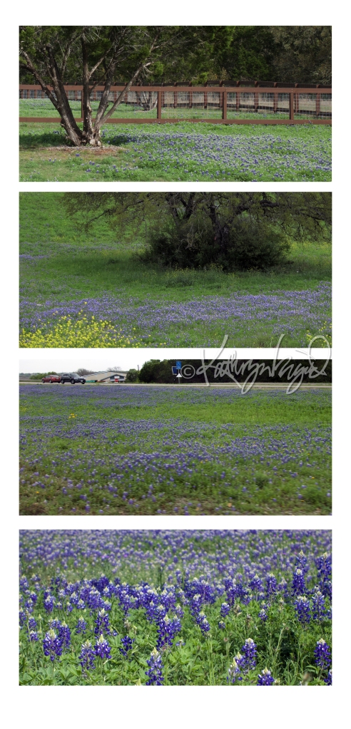Photomontage: Bluebonnets for the Win